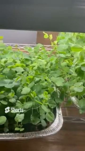 How to Grow Peas Indoors for Shoots & Leafy Greens: Just Plant and Pinch theTendrils for Salads. смотреть онлайн