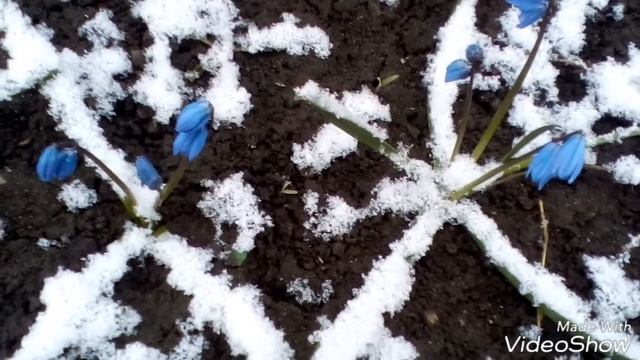 Весенние цветы под снегом. Spring flowers under the snow смотреть онлайн