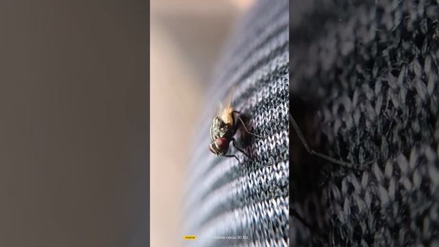 House Fly | Macro Photography| Android смотреть онлайн