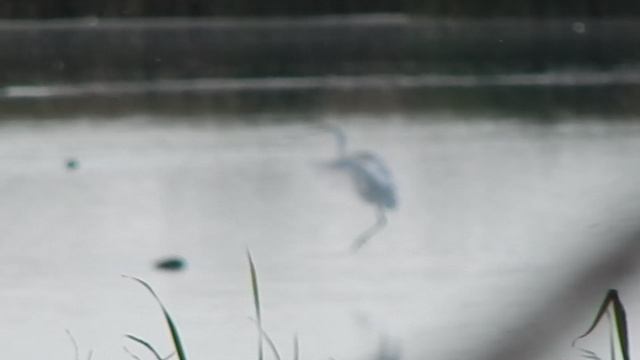 Цапли белые на озере смотреть онлайн