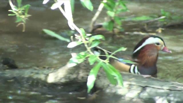 Mandarin Duck (Anatra Mandarina) - Pato Mandarin смотреть онлайн