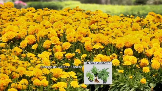 Cottage Farms Dazzling Designs 5-pc Butterfly Garden on QVC смотреть онлайн