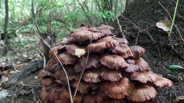 forest смотреть онлайн