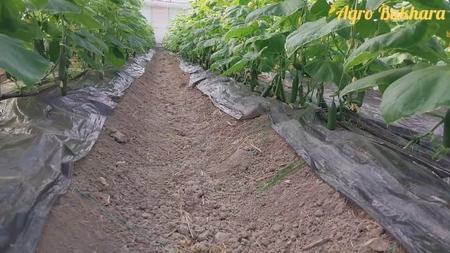 SOMONGA EKILGAN BODRINGLAR PISHIB YETILDI 27.10.2022 смотреть онлайн