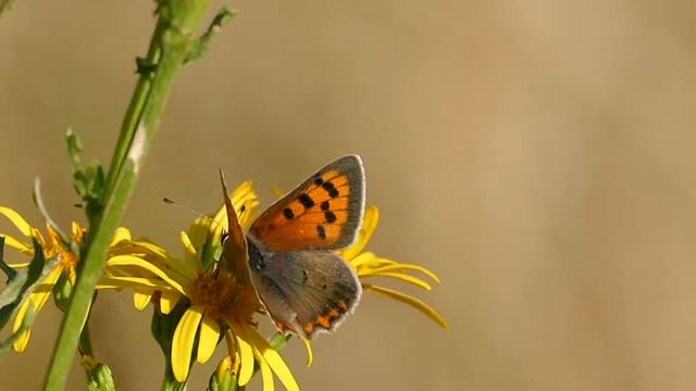 Small Copper butterfly Harlestone Firs, Northants 13th September 2019 смотреть онлайн