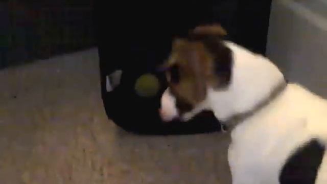 Funny Jack Russell Terrier Playing With Tennis Ball смотреть онлайн
