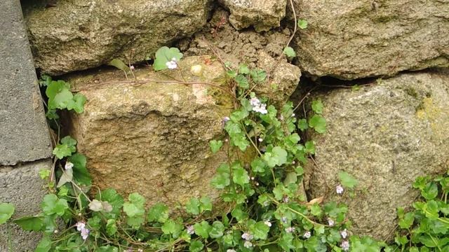 Cymbalaria muralis 200510 смотреть онлайн