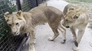 Велес мастер, Олег Зубков и Татьяна Алексагина внутри вольера с молодыми львами (август 2023).