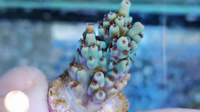 Acropora selago coral gandalf смотреть онлайн