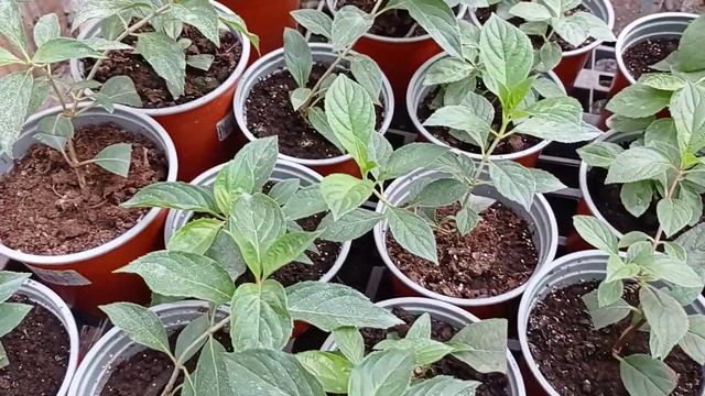 лето прошло ☀️,смотрим отчёт🌱,проделанная мной работа😉 смотреть онлайн