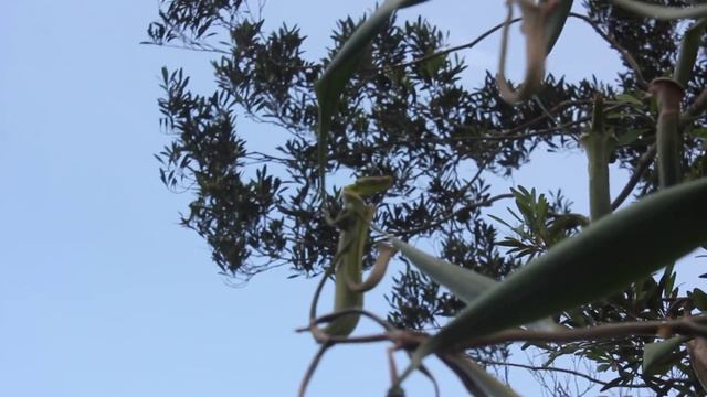 Nepenthes Albomarginata - Borneo - Lambir Hill