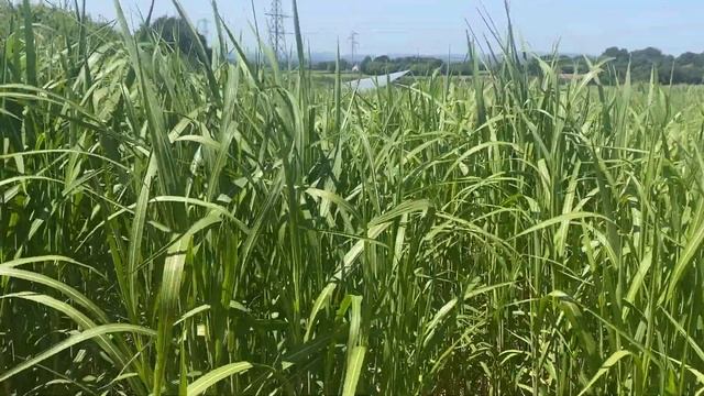 Miscanthus in June смотреть онлайн