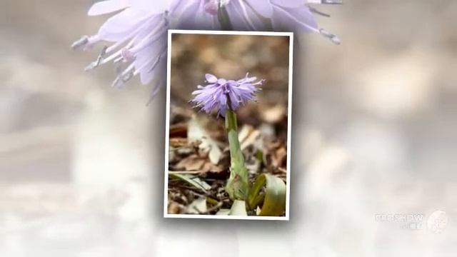 Heloniopsis - garden plants смотреть онлайн