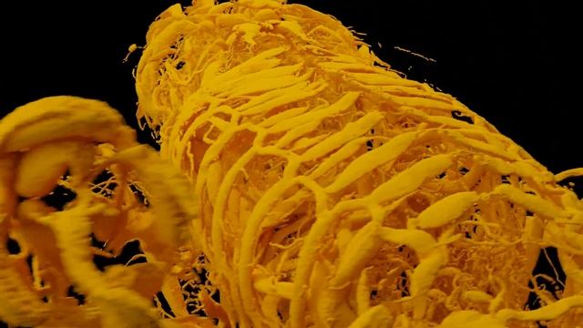 Insect respiratory systems - Insect Tracheae смотреть онлайн