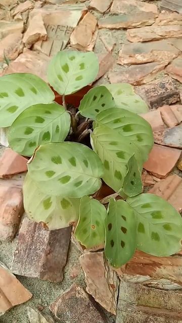 Calatea Levenero #shorts #calatea #tanamanhias #tanamanindoor #tanamanoutdoor #macamcalatea смотреть онлайн