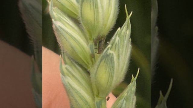 How to deal with aphids and Barley Yellow Dwarf Virus смотреть онлайн