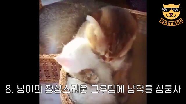 엉뚱해서 웃긴 냥이들 모음 (=；ェ；=) смотреть онлайн