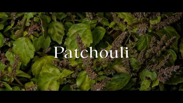 ไลน์น้ำหอมที่เก็บกักกลิ่นธรรมชาติมาไว้ในขวด!(ได้ดีที่สุด) Armani Privé Les Eaux [Full Review] смотреть онлайн