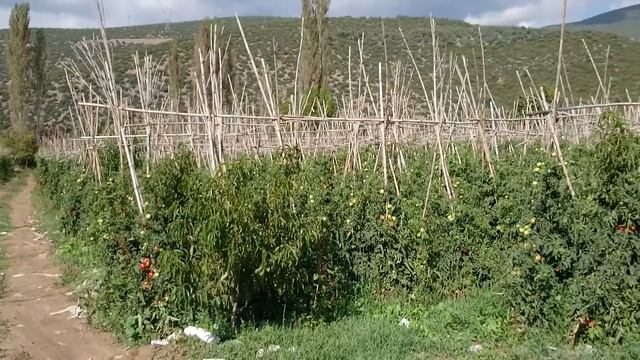 Domates tarlası смотреть онлайн