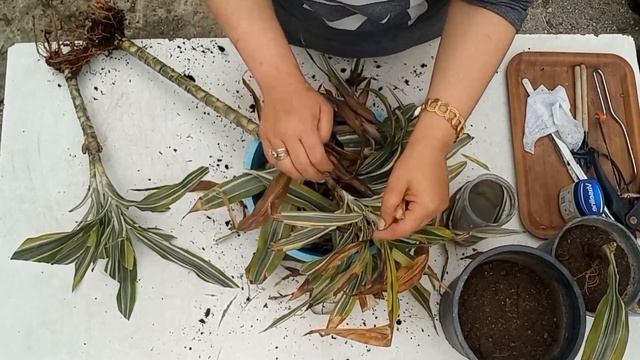 DRACENA DEREMENSİS WARNECKİİ BAKIMI смотреть онлайн