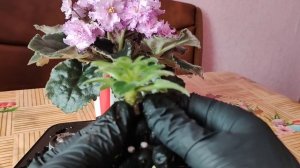 Детка фиалки не растёт. Что делать???