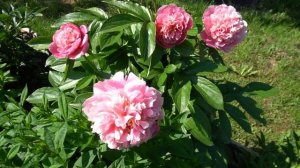 Пион Дролла - Drolla (Миле, 2019,Австрия)..