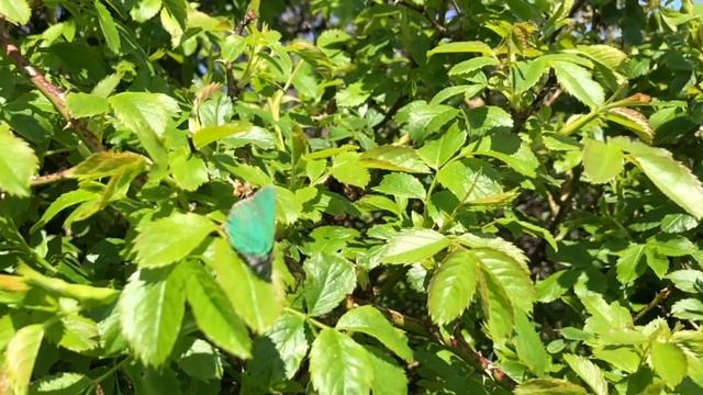 Green Hairstreak Butterfly. Callophrys rubi смотреть онлайн