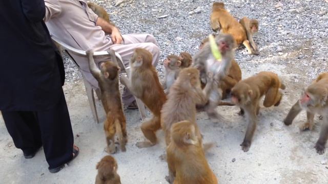 Funny monkey in Murree смотреть онлайн