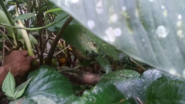 Berburu Alocasia O T W Jawa timur#part 02. смотреть онлайн