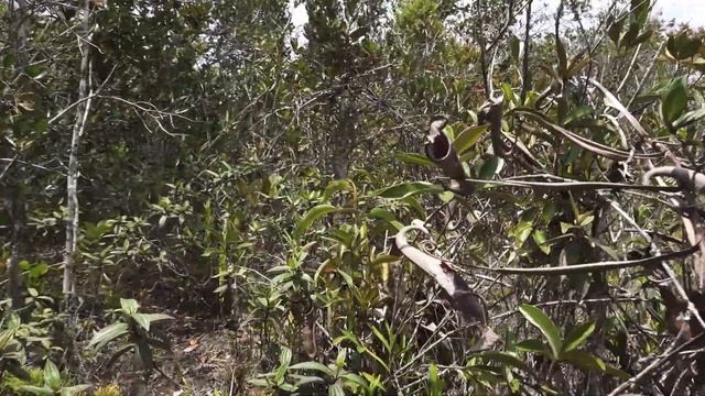 Nepenthes stenophylla in Bario 2019 смотреть онлайн