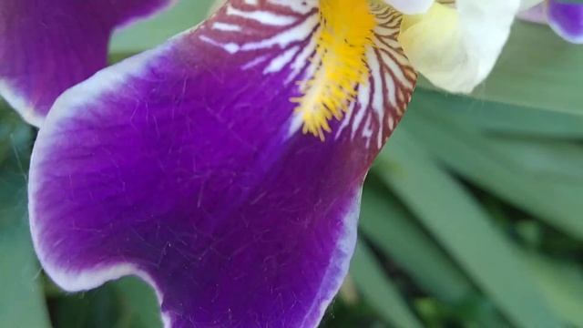 ИРИС ПЕТУШЁК смотреть онлайн