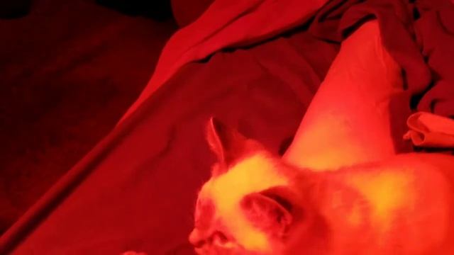 Heat lamp heaven смотреть онлайн