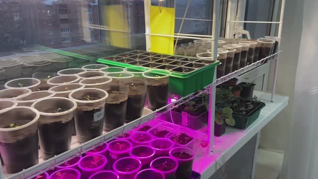 Земляника из семян, пикировка. смотреть онлайн