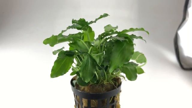 Schismatoglottis prietoi aquarium plant - easy to grow, plant in foreground смотреть онлайн