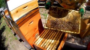 Vlog.Главный взяток. Нужна разделительная решотка или нет.Пчеловодство 2020.