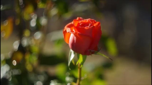 Иеромонах Роман. «Пел соловей, ах, как он пел...» смотреть онлайн