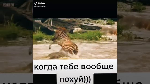 Зебро смотреть онлайн