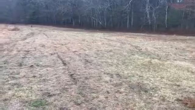 Cassia Derby Sugarbrook 4/6 Fenzi Material Part 2 смотреть онлайн