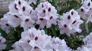 Цветёт рододендрон Кальсап!