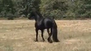 Лариса из Павловска - Друг ты мой серебряный