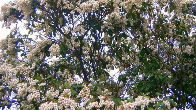 Amazing and Most Beautiful Pieris Japonica Flowers смотреть онлайн