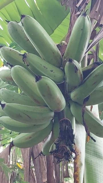 One day in the garden #viral #shorts #banana #bananaharvest #organicbananas смотреть онлайн