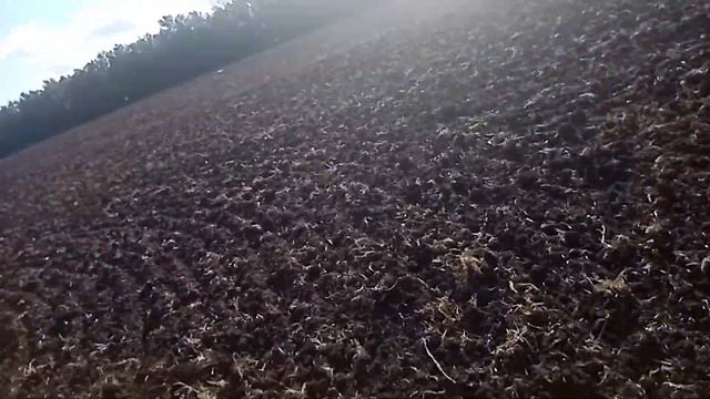 Довсходовое боронование подсолнечника.