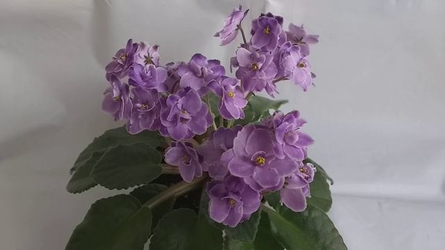 FELIZ NAVIDAD y PRÓSPERO AÑO NUEVO 2019!!! смотреть онлайн