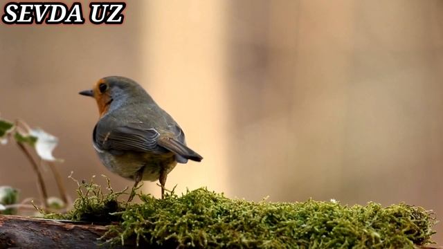 ЯНГИ ТОНГ МУБОРАК/XAYRLI TONG AZIZLARIM