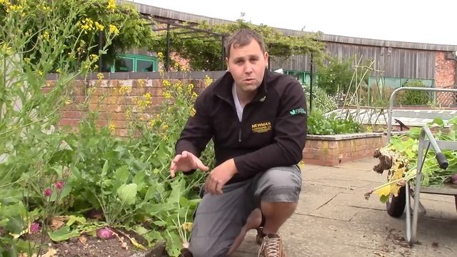 What are Bolting Turnips? | Newman Landscapes Ltd смотреть онлайн