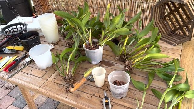 Miss Orchid's Garden Jan2 2022 – Potting Cattleya cuttings смотреть онлайн