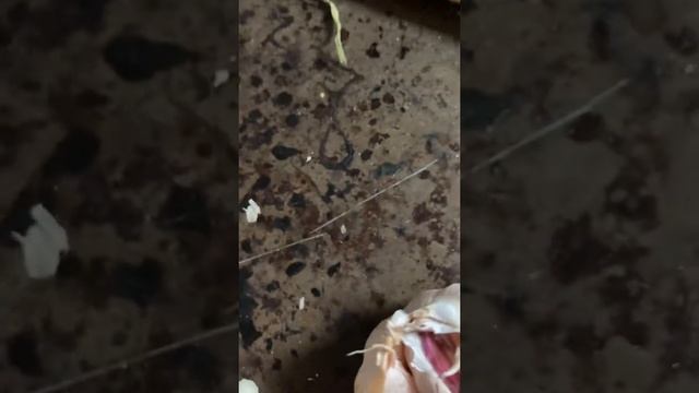 На базаре купила чеснок с червями 🪱 Что это ???? смотреть онлайн