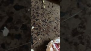 На базаре купила чеснок с червями 🪱 Что это ????