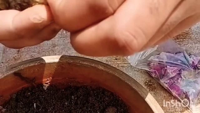 ರುದ್ರಾಕ್ಷಿ ಹೂವಿನ ಬೀಜ ನೀಡುವ ವಿಧಾನ смотреть онлайн